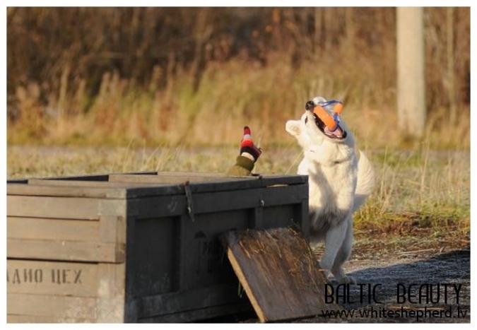 белая овчарка