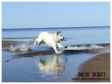Белые овчарки Baltic Beauty