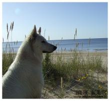 Белые овчарки Baltic Beauty