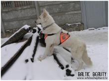 Белые овчарки Baltic Beauty