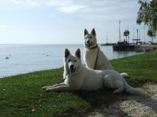 Белые овчарки Baltic Beauty