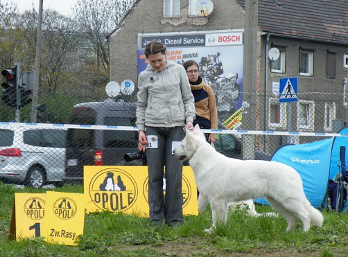 Baltic Beauty Crystal Siberian Wolf