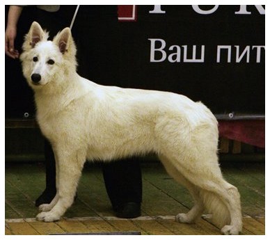 BALTIC BEAUTY ENDLESS ENCHANTMENT - BIS Puppy!