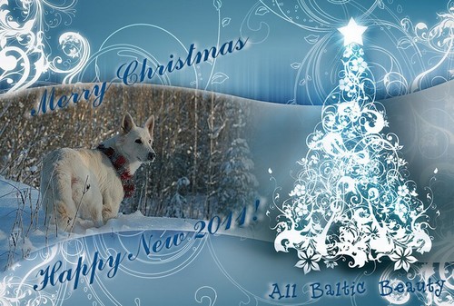 Baltic Beauty - New Year!