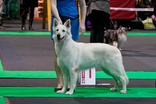 A Perfect Creation LVW 2013