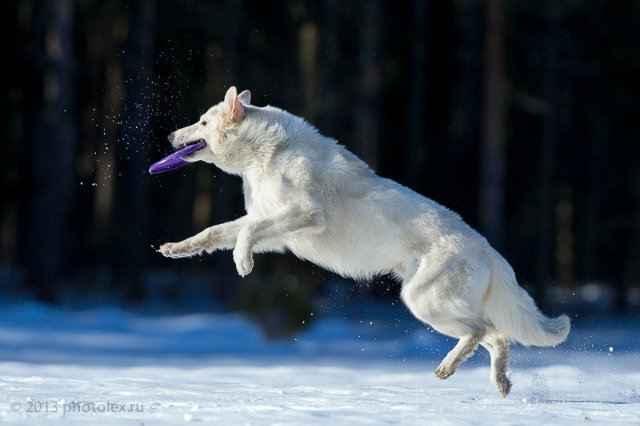 Condor of Albus at frisbee