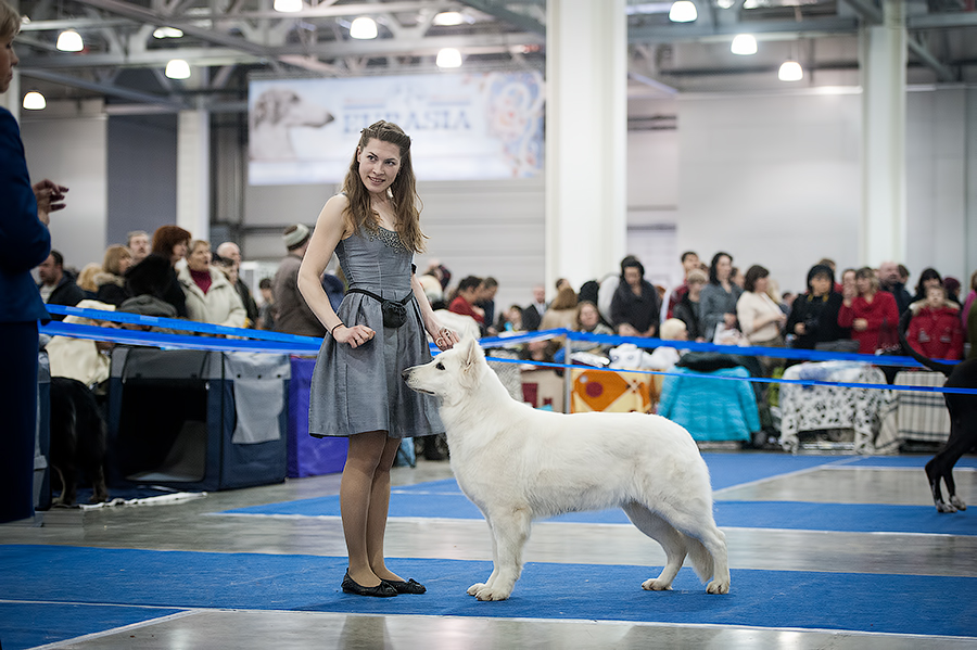 Baltic Beauty Crystal Siberian Wolf Eurasia Winner 2013