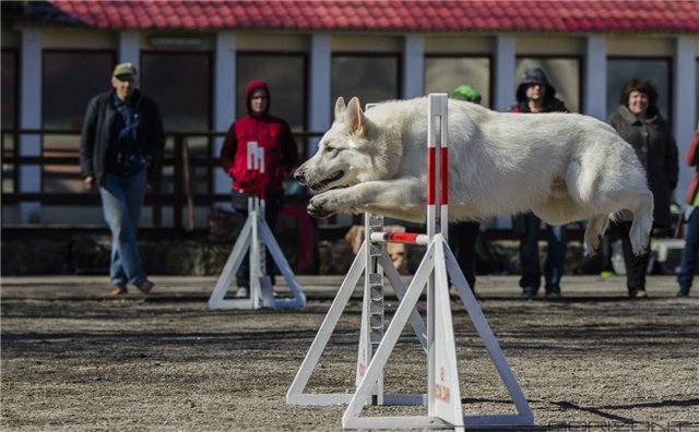 Condor of Albus at agility