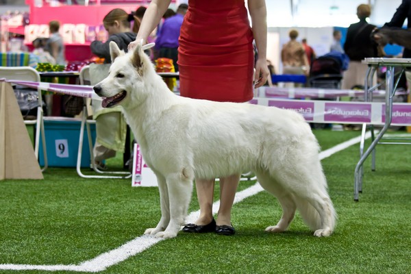 Baltic Beauty Galaxy Light 