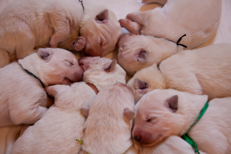 Puppies K litter